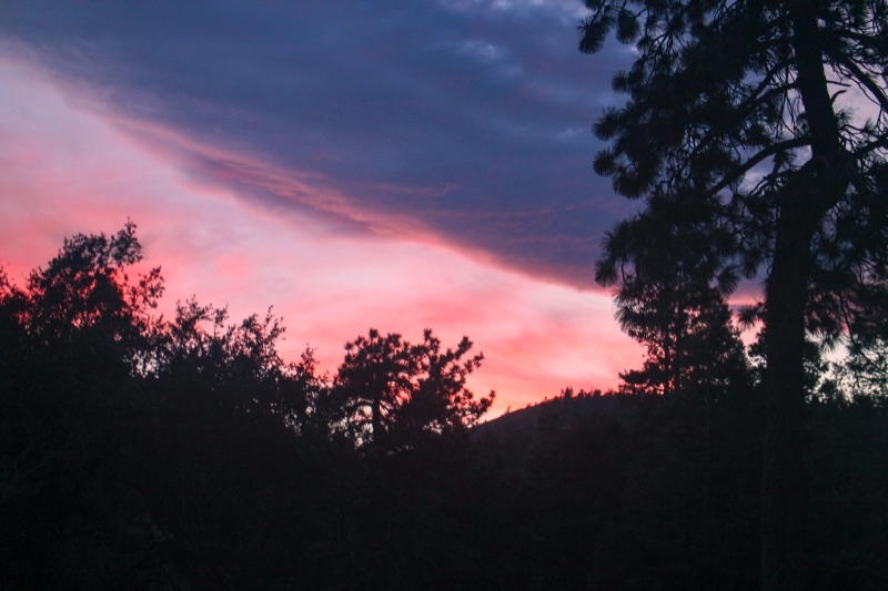 Pink Hour Pines