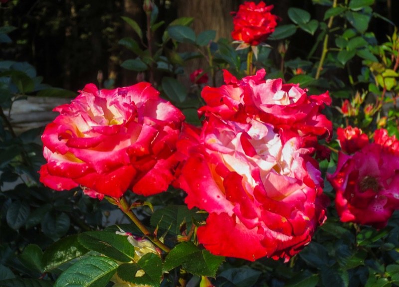 Roses in Bloom